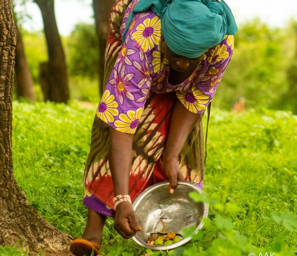 FairWild Certification for Kolo Nafaso